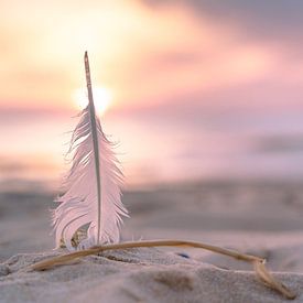 Feather light sunset by Danny Tchi Photography