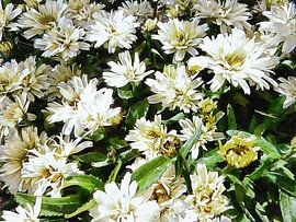 Leucanthemum Freak by Dorothy Berry-Lound