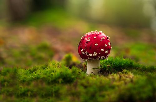 Fly agaric