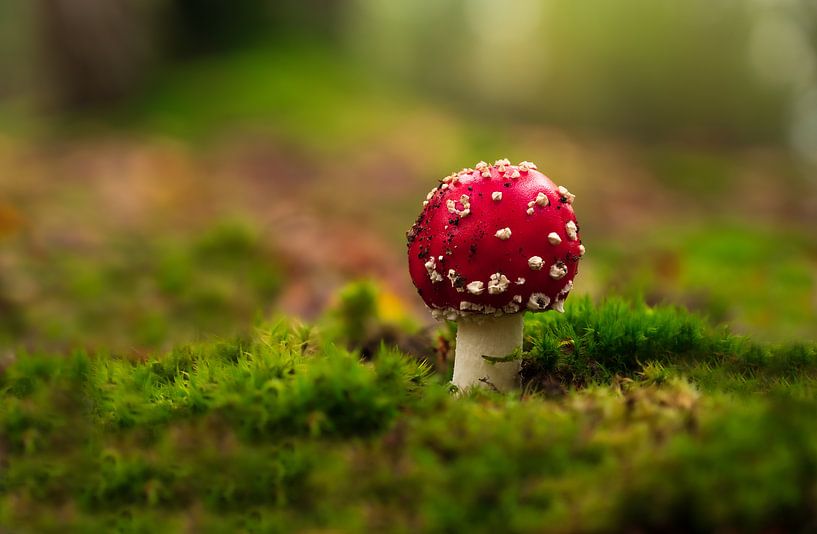 Fliegenpilz von Peter Deschepper