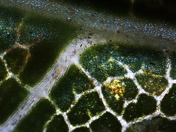 Detail eines Blattes eines Baumes