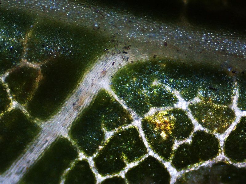 Detail van een blad van een boom van Wijco van Zoelen