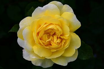 gele roos van C. Nass