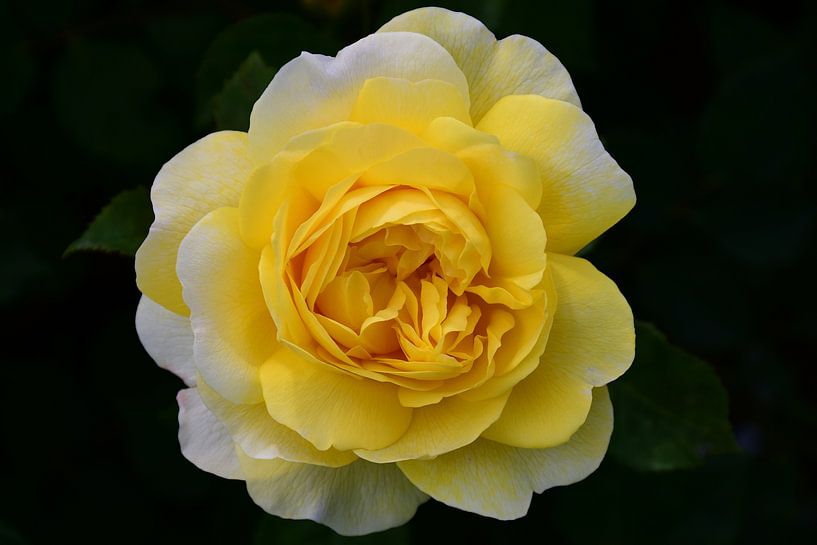 gelbe Rose von C. Nass