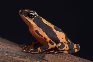 Crapaud arlequin (Atelopus high-mothi)