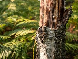 Lampertstein, Suisse saxonne - Forêt de bouleaux sur la crête