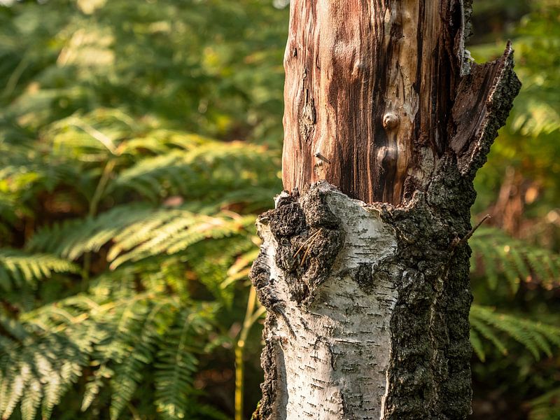 Lampertstein, Sächsische Schweiz - Birkenwald auf dem Bergrücken von Pixelwerk