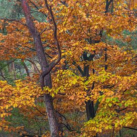 Herbstliche Bäume von Jacqueline Ermens