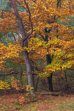 Autumnal Trees by Jacqueline Ermens