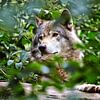 wolf in het bos sur Giovanni de Deugd