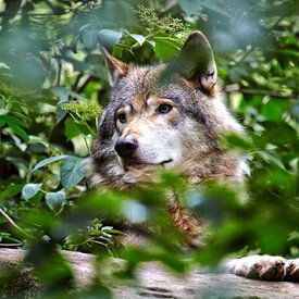 wolf in het bos von Giovanni de Deugd