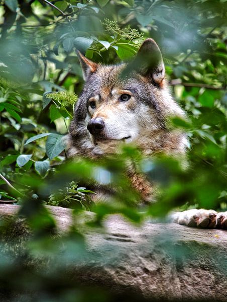 wolf in het bos van Giovanni de Deugd