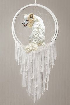 Pepe is the dreamcatcher by Natasja Claessens