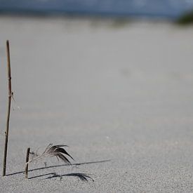 Tak met veertje op het strand van Terschelling van Nynke van der Ploeg