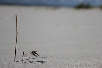Tak met veertje op het strand van Terschelling