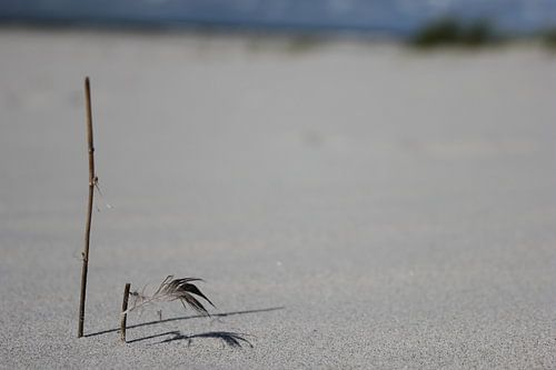 Tak met veertje op het strand van Terschelling