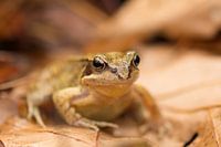 Froggy