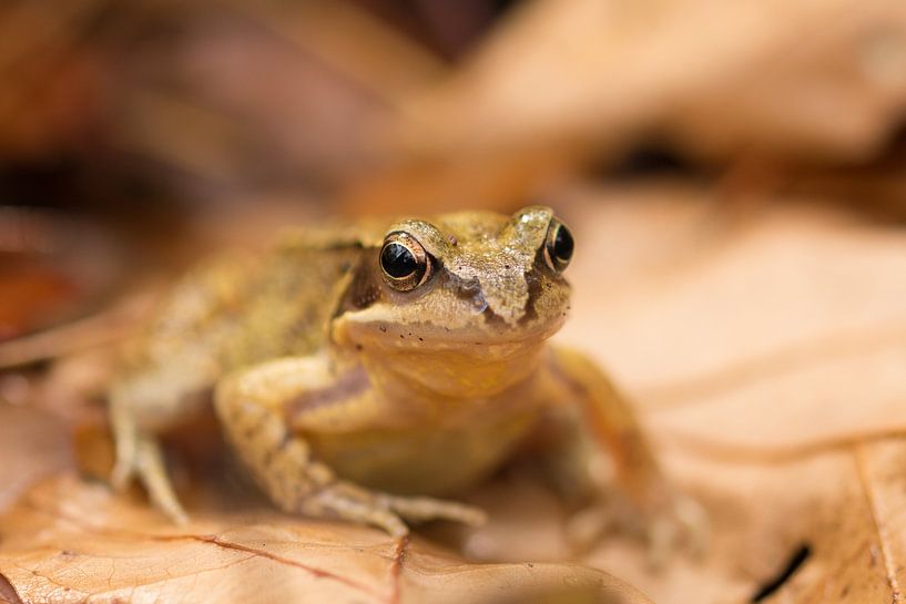 Froggy by Maja Ooms