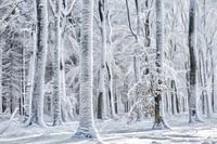 Cold is Coming