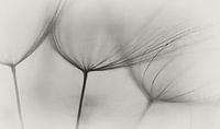 Tragopogon, Lotte Grønkjær
