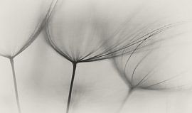 Tragopogon van Lotte Grønkjær