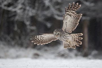 Porträt einer fliegenden Habichtskauz von Sven Scraeyen