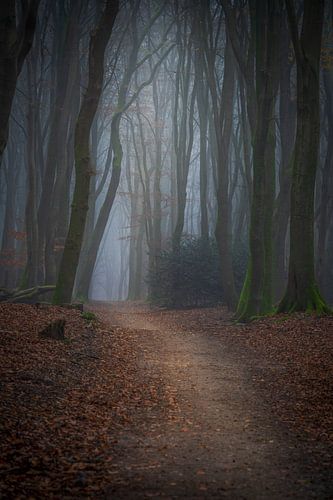 Dark trees in the Speulderbos in Ermelo Netherlands Holland with mist in the background and leaves o