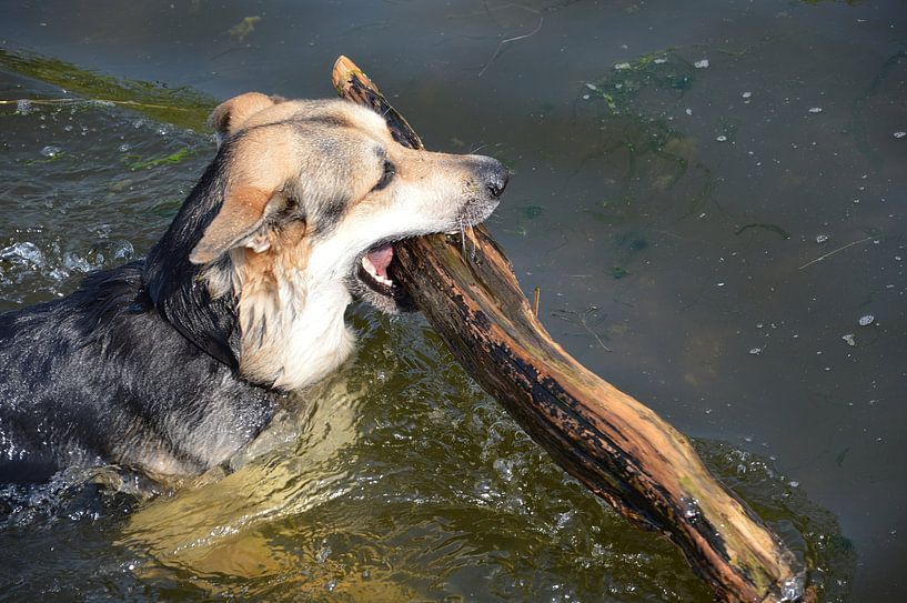 Fetch! Rambo by Frank's Awesome Travels