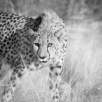 Cheetah