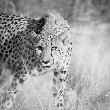 Cheetah van Dennis Wehrmann