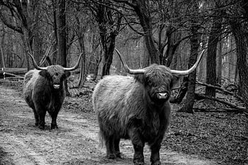 Schottische Highlander, die gemeinsam unterwegs sind.