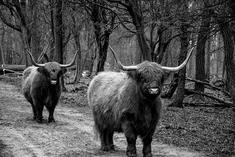Scottish Highlander, on the move together. by Arend van Beek