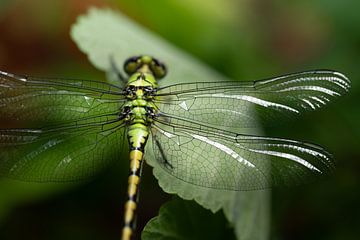 Magnifique libellule verte vue du dessus