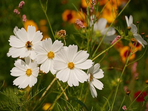 Bee on a white flower (cosmea) in colourful field