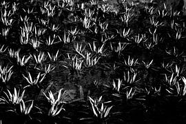 Water plants in black and white