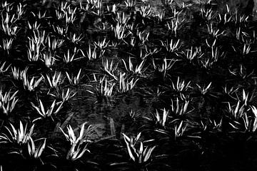 Waterplanten in zwart-wit