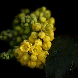 Blooming mahonia in spring by Ulrike Leone