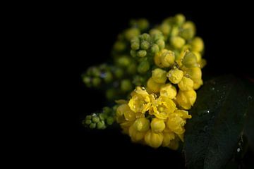 Bloeiende mahonia in de lente van Ulrike Leone