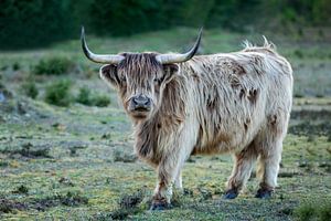 Schottischer Highlander auf dem Moor