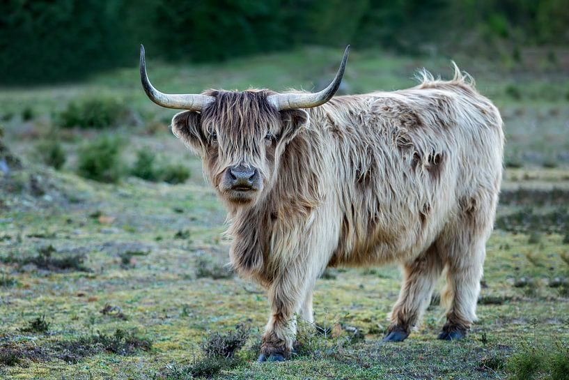 Schotse hooglander op de hei van gea strucks
