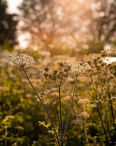 Nature 5
