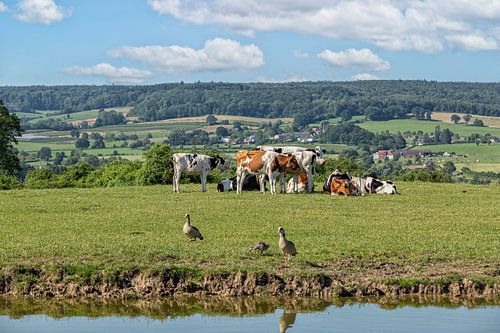 De Zuid-Limburgse heuvels met boerderijdieren op de voorgrond
