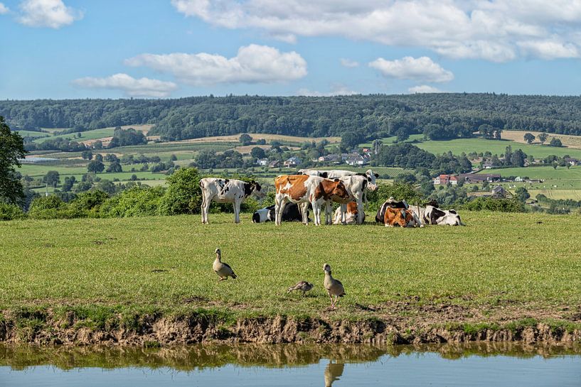 The South Limburg hills with farm animals in the foreground by John Kreukniet