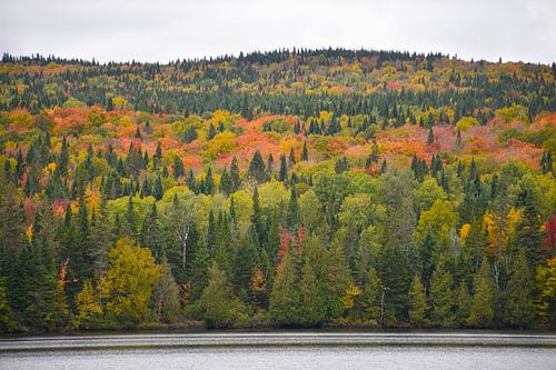 Een gemengd bos in de herfst