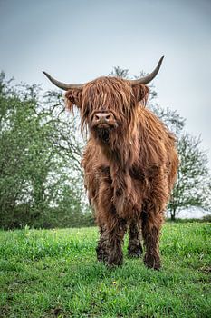 Bœuf des hautes terres