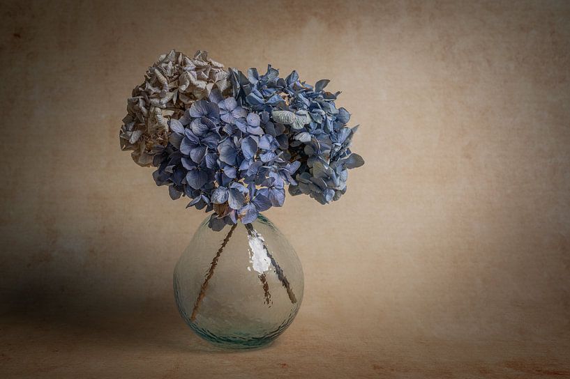 Modern still life with hydrangea flowers by John van de Gazelle fotografie