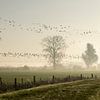 Goose draught in morning fog by Ideasonthefloor