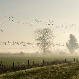 Goose draught in morning fog by Ideasonthefloor