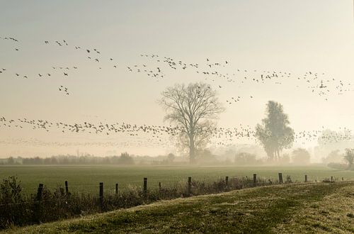 Goose draught in morning fog