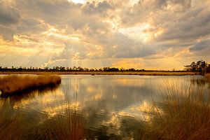 Sonnenuntergang Kalmthoutse Heide von AudFocus - Audrey van der Hoorn